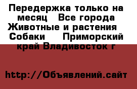 Передержка только на месяц - Все города Животные и растения » Собаки   . Приморский край,Владивосток г.